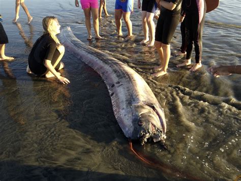 Jul 23, 2023 · The giant oarfish with shimmering silver scales was spotted floating eerily upright near Ruifang District in Taipei. It appeared to have several holes in its body which were believed to be bites ... 